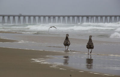 Seagull and pier 