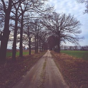 Road passing through trees