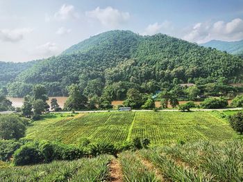 Scenic view of agricultural field against sky