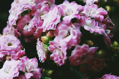 Close-up of pink flowers