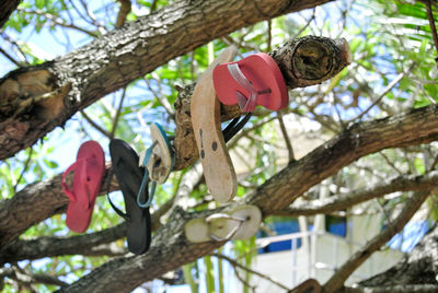 Missing slipper nail on branch tree at the beach in hawaii.