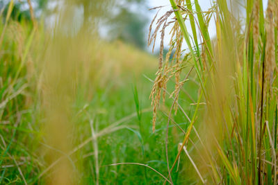 Close-up of wheat crop in field