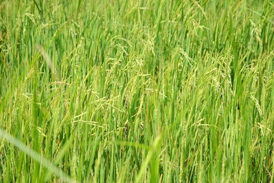 Close-up of wheat growing on field