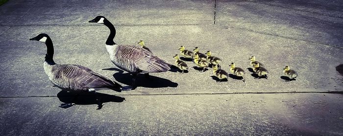 High angle view of birds on sidewalk