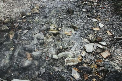 High angle view of crab on beach