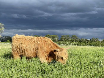 Hay bales in a field