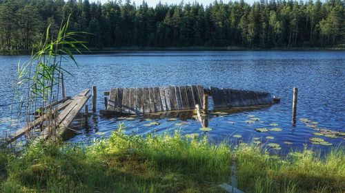 Scenic view of lake in forest