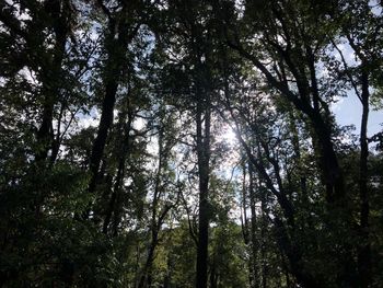 Low angle view of trees in forest