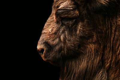 Close-up of a horse against black background