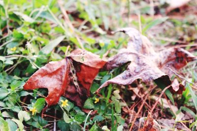 Close-up of fallen maple leaf