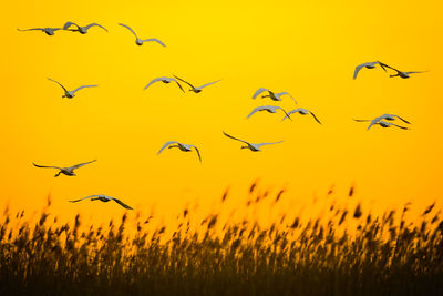 Flock of birds flying against sky during sunset