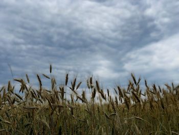 View of stalks in field against cloudy sky