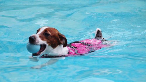 Jack russell terrier carrying ball in mouth while swimming in pool