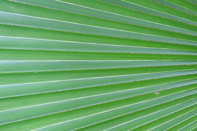 Full frame shot of palm leaf