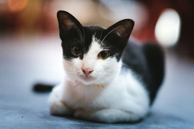 Close-up portrait of a cat