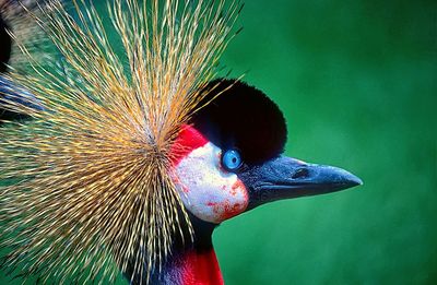 Close-up of peacock