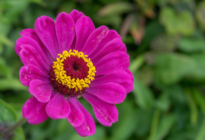 Close-up of pink flower