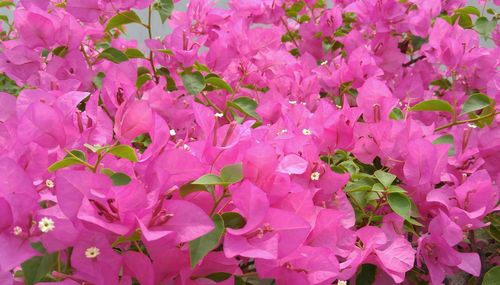 Close-up of pink flower