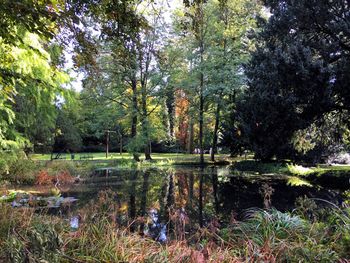 Scenic view of lake in forest