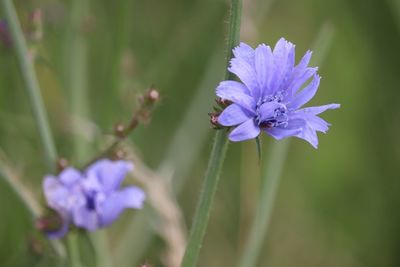 Close-up of purple flowering plant