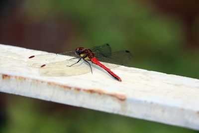 Close-up of dragonfly