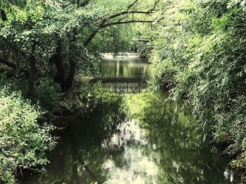 Scenic view of lake in forest