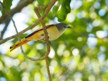 Close-up of bird perching on branch