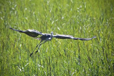 Bird flying in a field