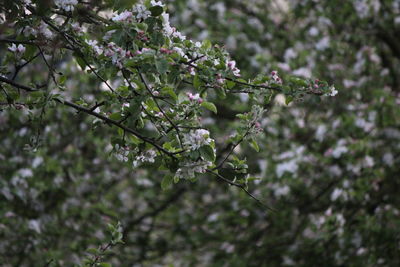 Close-up of flower tree