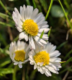 Close-up of white daisy flower