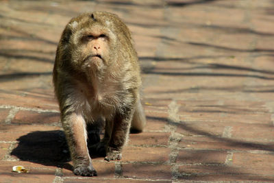 Close-up of gorilla looking away on footpath