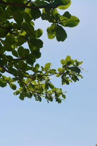 Low angle view of tree against clear blue sky