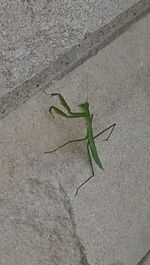 Close-up of green leaves