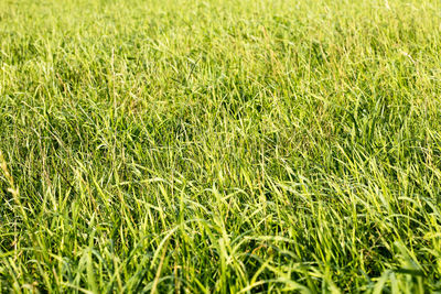 Full frame shot of fresh green field