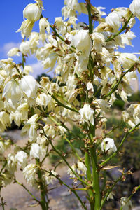 Close-up of white cherry blossoms in spring