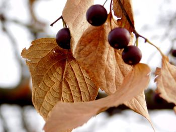 Close-up of autumn leaves on branch