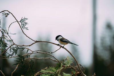 Close-up of bird perching outdoors
