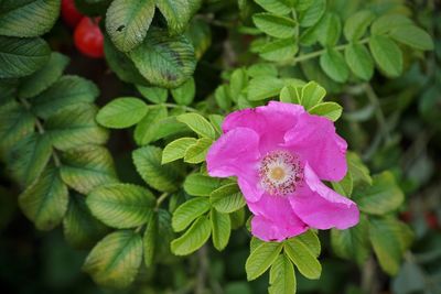 Close-up of pink flowering plant