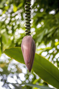 Close-up of lotus water lily hanging on plant