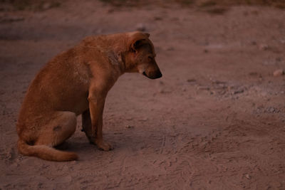 Side view of a horse on field