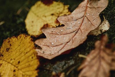 Close-up of dry maple leaf on tree