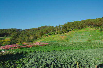 Scenic view of agricultural field against clear sky