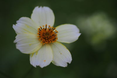 Close-up of flower blooming outdoors