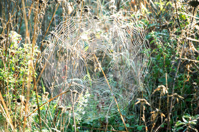 Close-up of spider web on plants