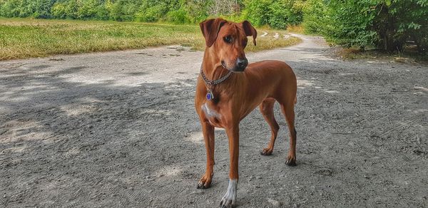 Dog standing on dirt road