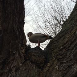Bird perching on tree trunk