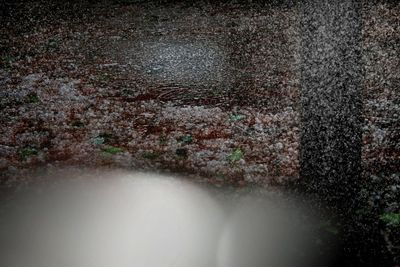 Close-up view of leaf