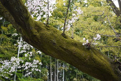 Low angle view of flowering trees in forest