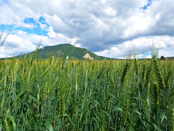 Scenic view of agricultural field against sky