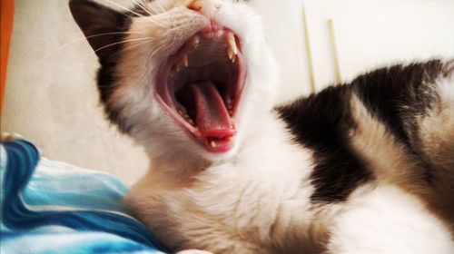 Close-up of cat yawning